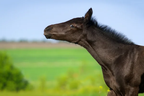 Foal πορτρέτο — Φωτογραφία Αρχείου