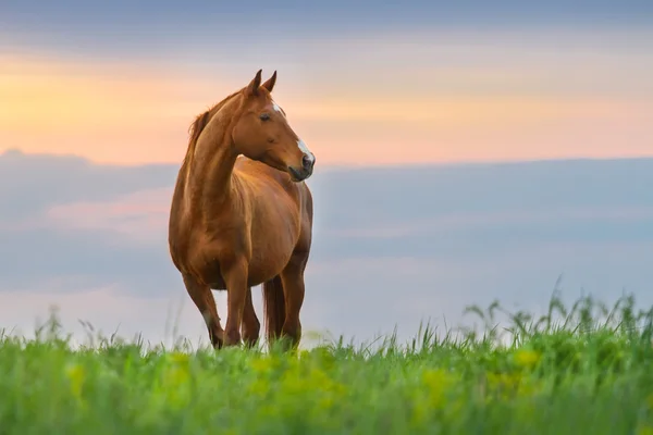 Caballo rojo — Foto de Stock