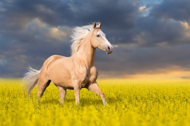 Palomino at çalıştırmak