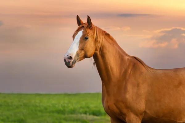 Retrato de caballo — Foto de Stock