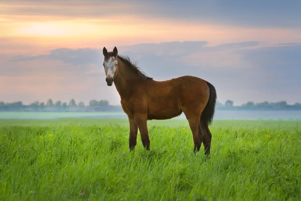 Foal st amanecer — Foto de Stock