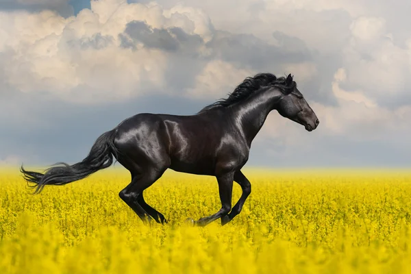 Лошадь в цветочном поле — стоковое фото