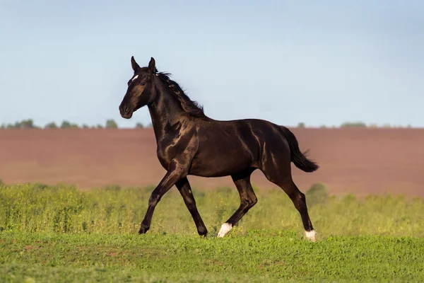 Paard uitgevoerd — Stockfoto