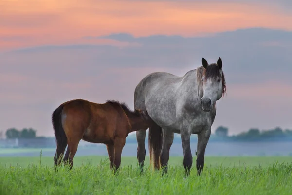 Cavalo cinzento com potro — Fotografia de Stock