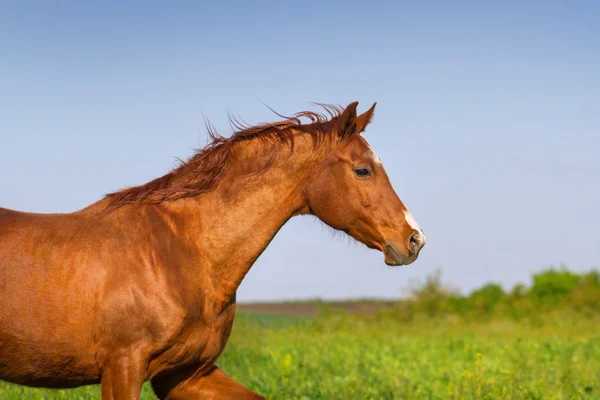 Red mare — Stock Photo, Image