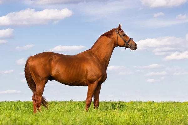 Na zewnątrz czerwony koń — Zdjęcie stockowe