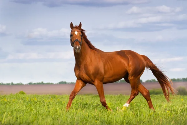 Rød hest trav - Stock-foto