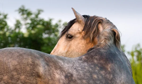 Svart häst porträtt — Stockfoto