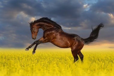 Defne aygır atlama alanı