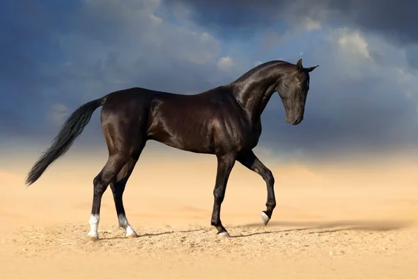 Black horse portrait — Stock Photo, Image