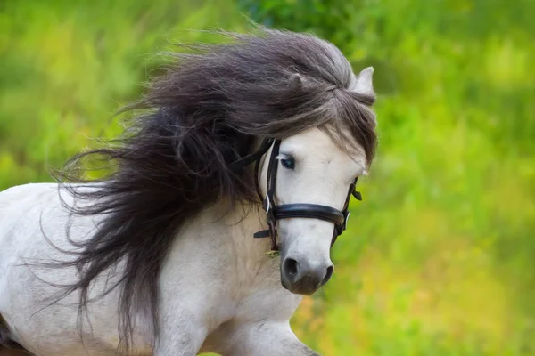Pony hengst portret in beweging — Stockfoto