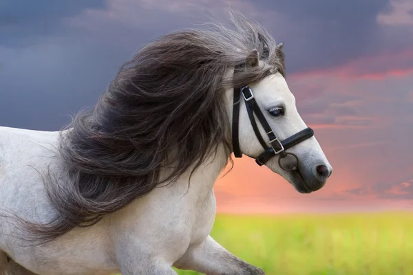モーションのポニー種牡馬の肖像画 — ストック写真