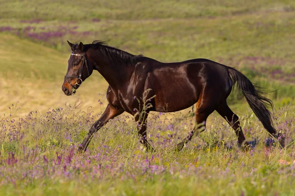 Czarnym koniem uruchomić — Zdjęcie stockowe