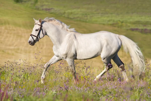 Biały koń uruchomić — Zdjęcie stockowe