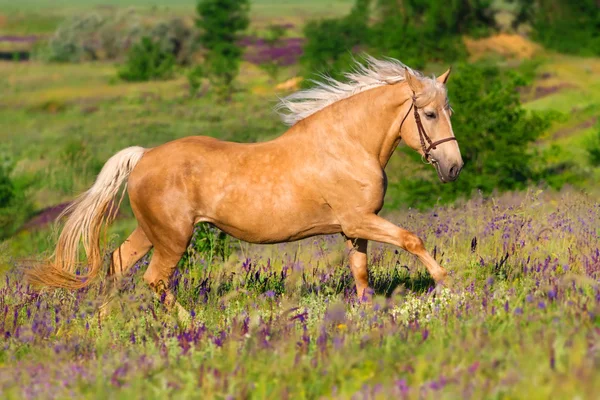 Beautiful mare run — Stock Photo, Image