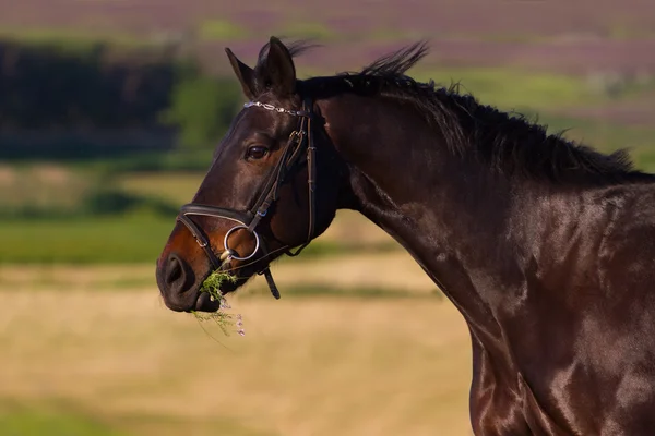 Retrato de cavalo — Fotografia de Stock