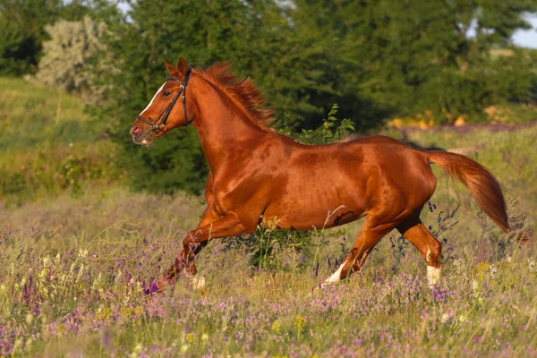 Czerwony uruchomić konia — Zdjęcie stockowe