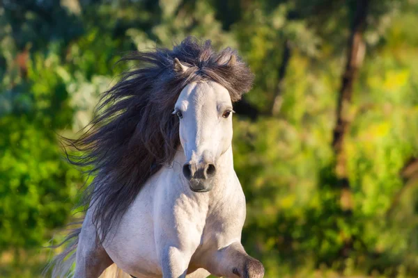Pony hřebec v pohybu — Stock fotografie