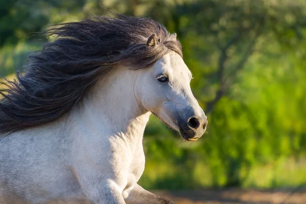 Étalon poney en mouvement — Photo