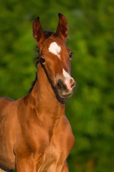 Bay foal — Stock Photo, Image