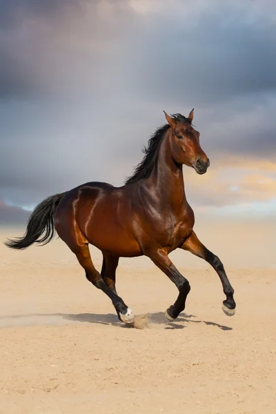 Dörtnala Çalıştır stallion — Stok fotoğraf