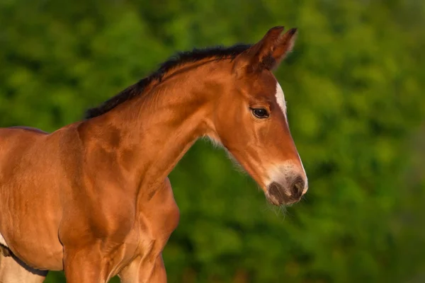 Bay foal — Stock Photo, Image