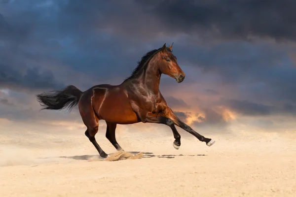Horse run in desert — Stock Photo, Image