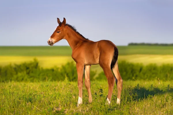 Colt stand en el campo — Foto de Stock