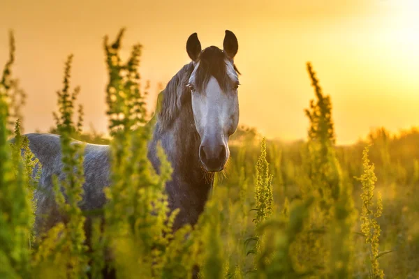 Grey stallion in sun light — Stock Photo, Image