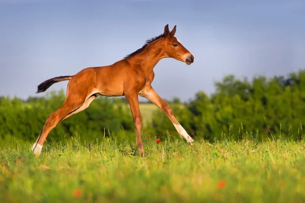 Pequena corrida bonito potro — Fotografia de Stock