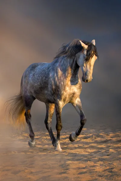 Cavalo cinzento trote — Fotografia de Stock