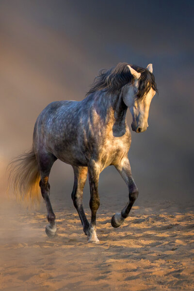 Grey horse trotting