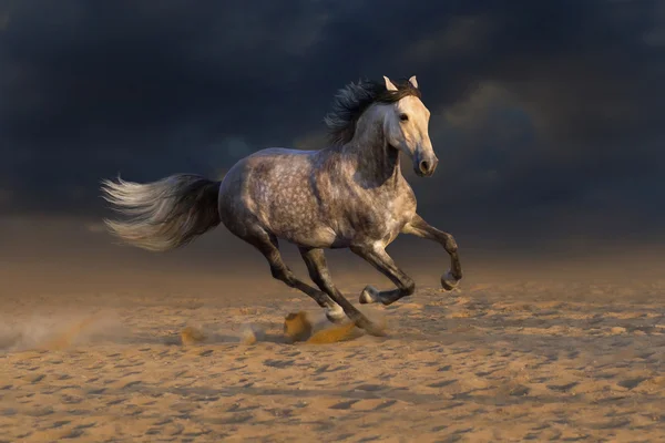 White stallion run — Stock Photo, Image