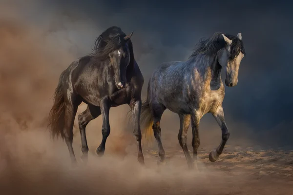 Correr caballo blanco y negro — Foto de Stock