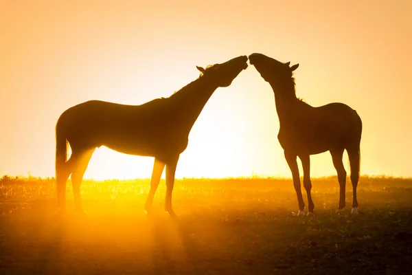 Dwa konie w miłości — Zdjęcie stockowe