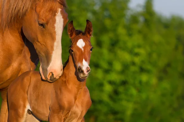 Mare with newborn foal — Stock Photo, Image