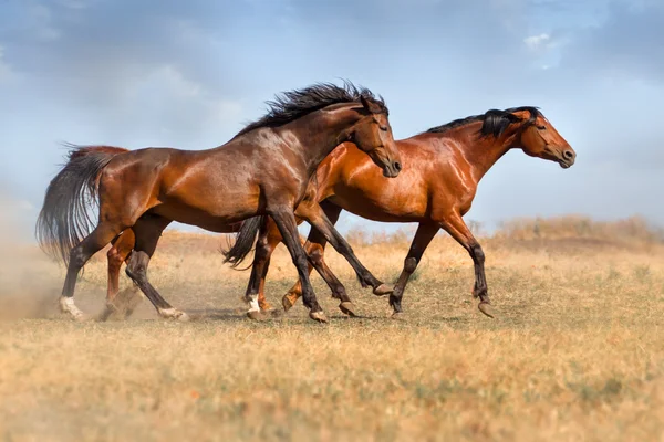 ほこりで馬の群れ — ストック写真