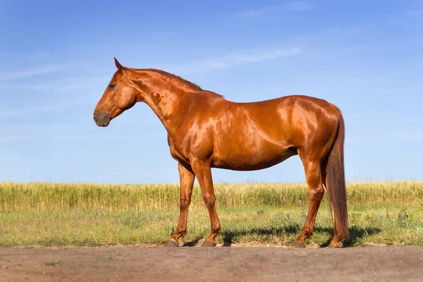 赤馬の美しい外観 — ストック写真