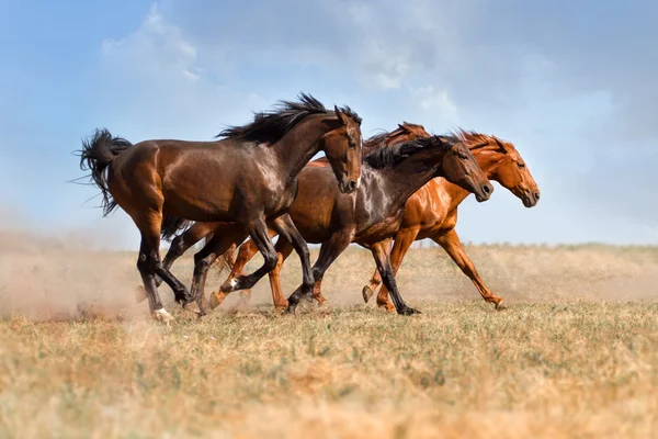 Häst besättningen i damm — Stockfoto