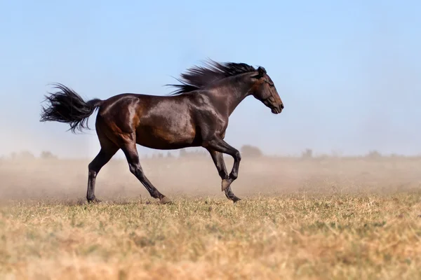 Horse run in dust — Stock Photo, Image