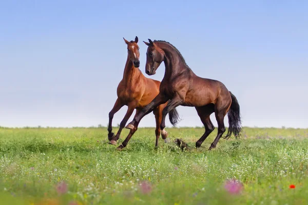 Two horse play — Stock Photo, Image