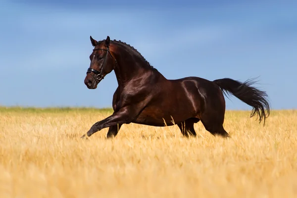 トウモロコシ畑の馬 — ストック写真