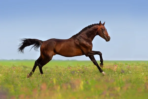 Pferderennen galoppiert schnell — Stockfoto