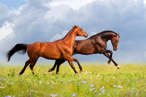 Two horses run