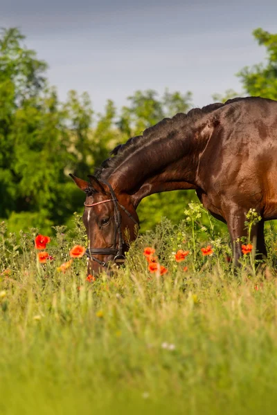 Portret konia w kwiaty — Zdjęcie stockowe