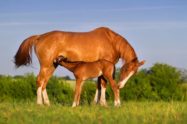 馬とロバ — ストック写真