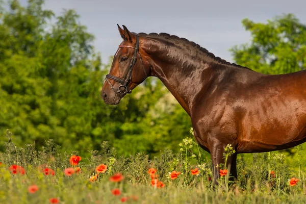 Hästen stående i blommor — Stockfoto