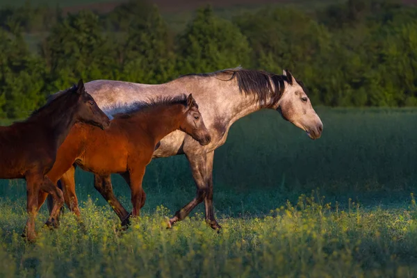 Кінь стада — стокове фото