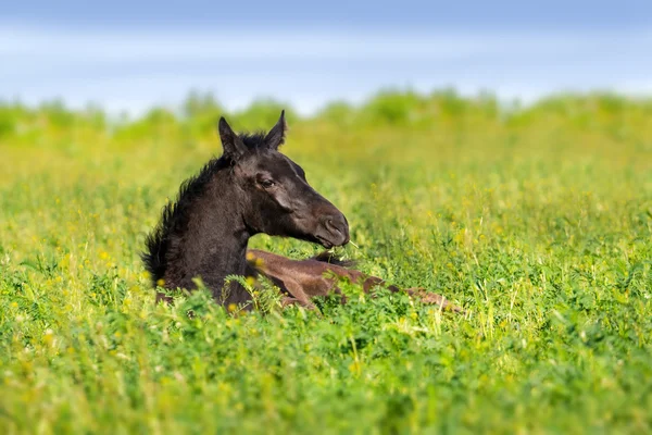 Foal rest — Stock Photo, Image