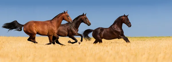 Grupo de caballos —  Fotos de Stock